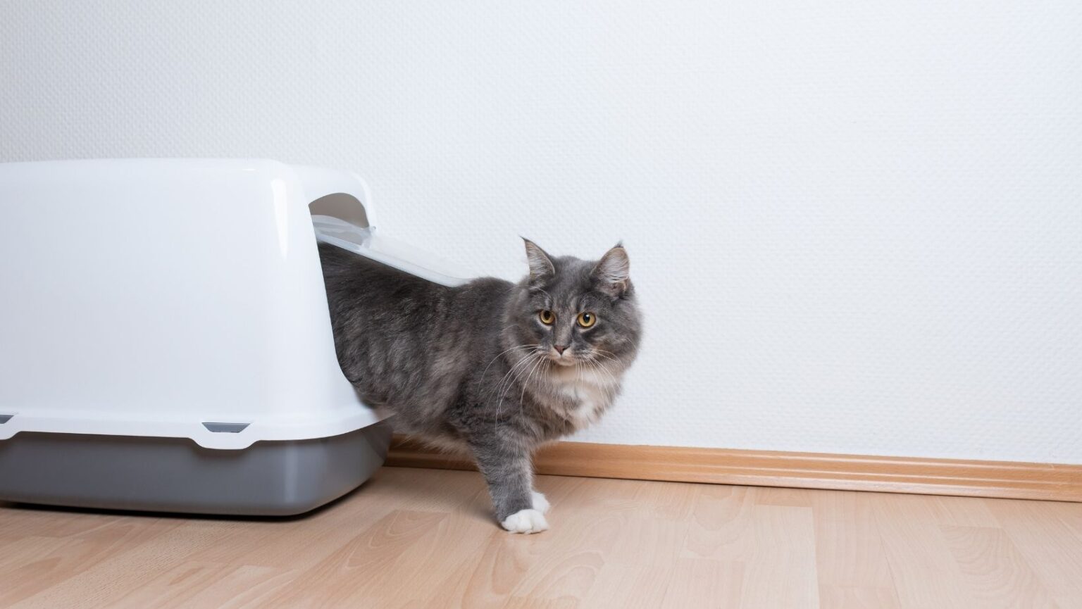 3 Best Tofu Cat Litter Natural Choices 2022 Simply Cat Care