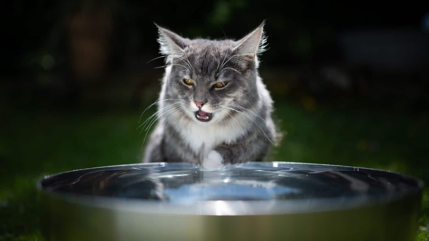Top 3 Best Cat Water Fountains 2023 Simply Cat Care