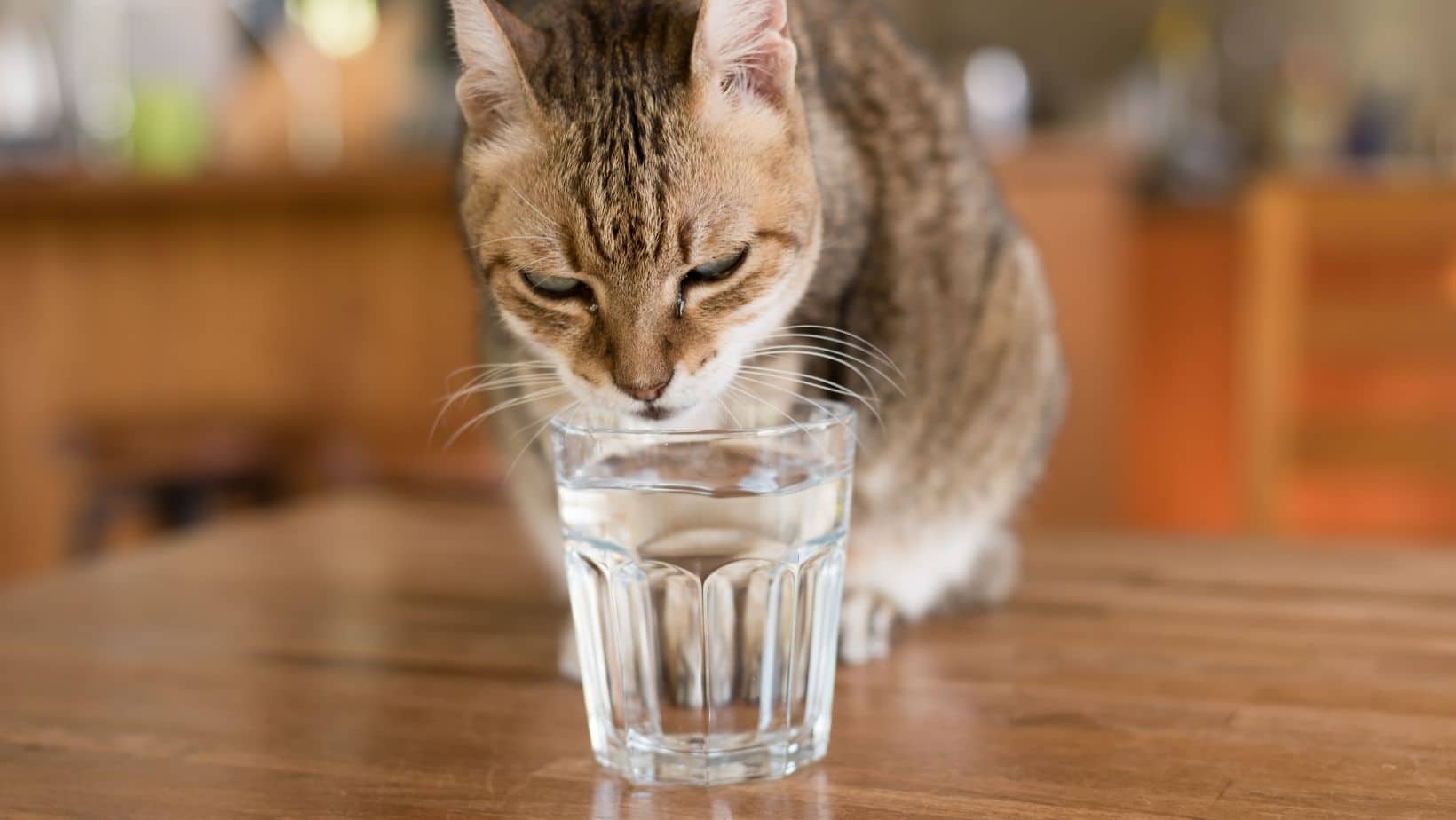 Top 3 Best Cat Water Fountains 2022 Simply Cat Care