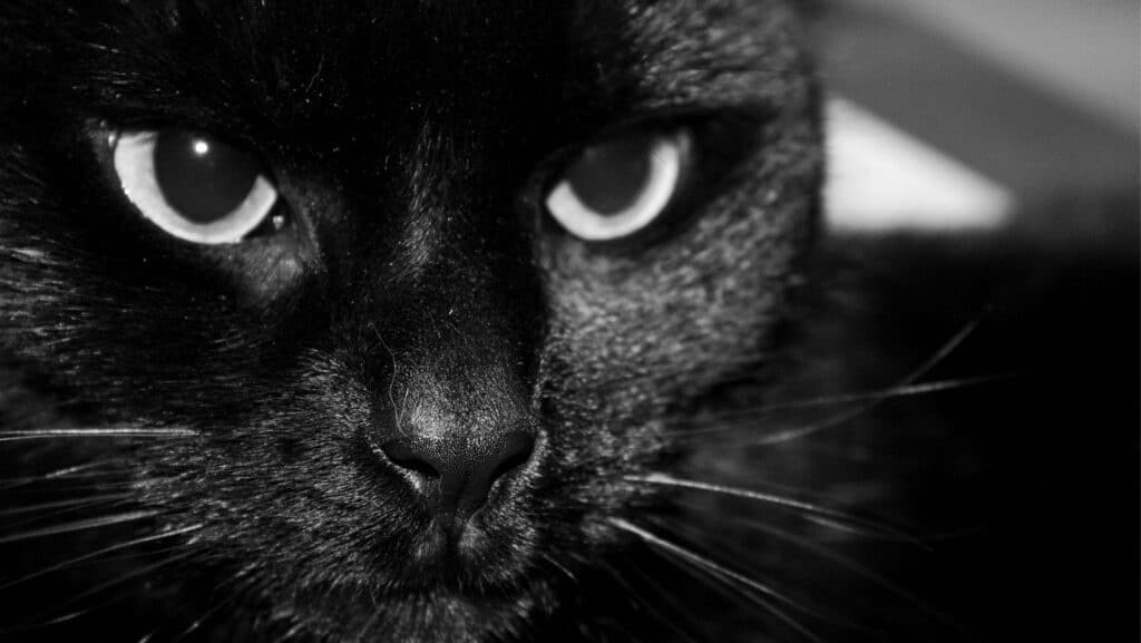 A solid black cat