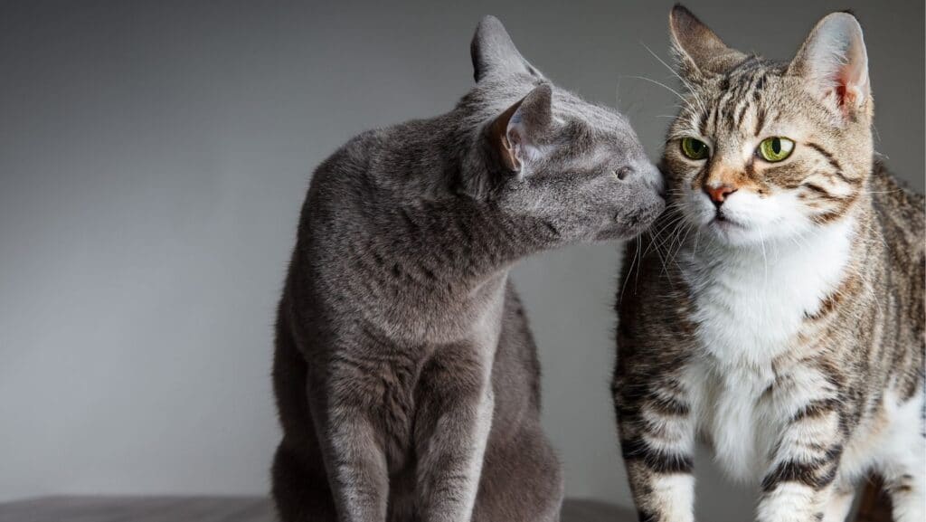 Two cats. Infections can pass between cats in shelters.