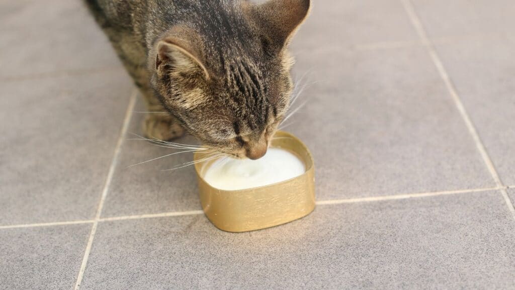 A cat drinking milk.