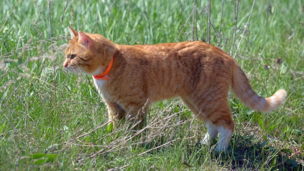 A cat walking around with a flea collar.