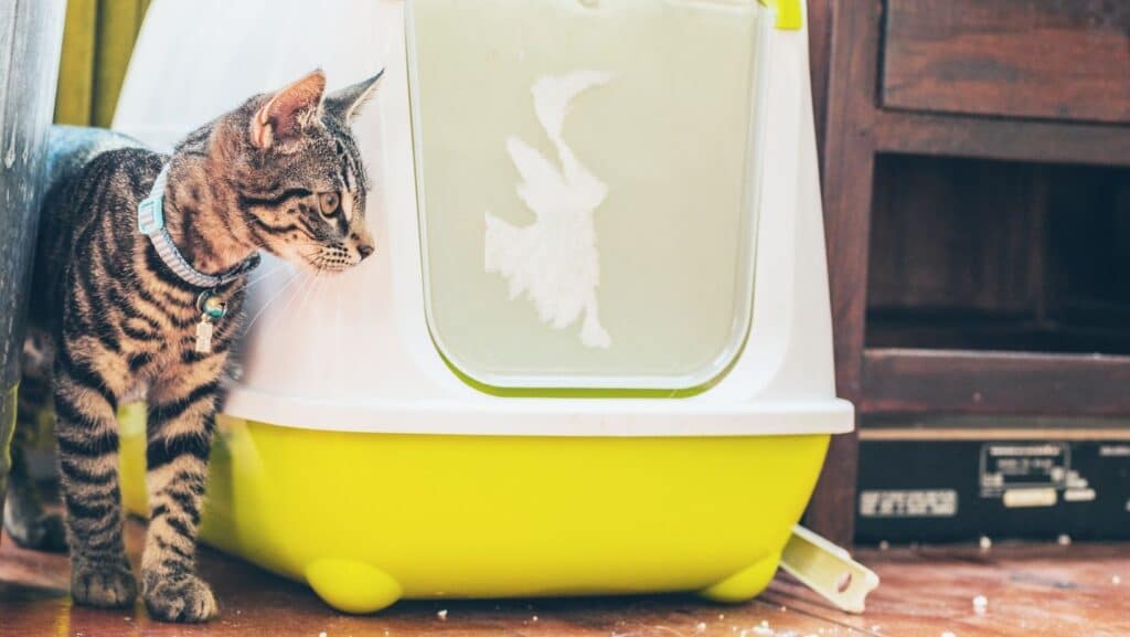 Cat with a sifting litter box.