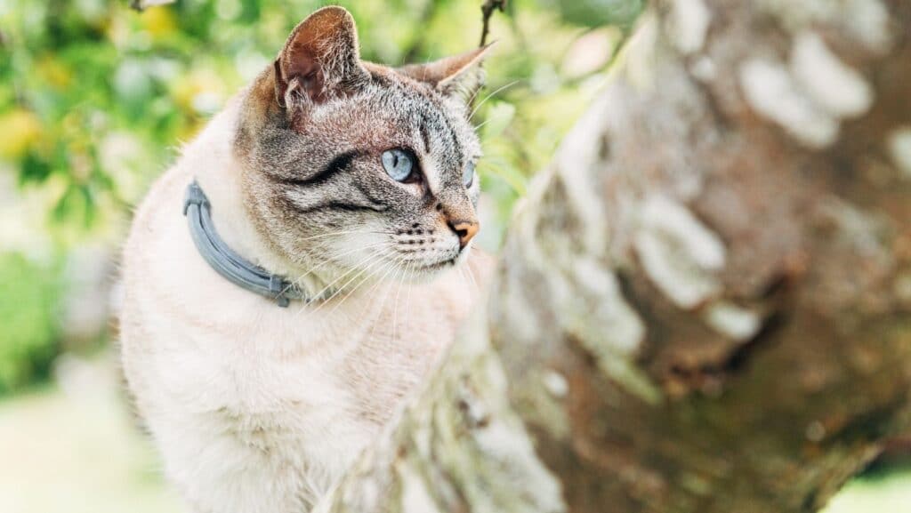 A cat with a flea collar.