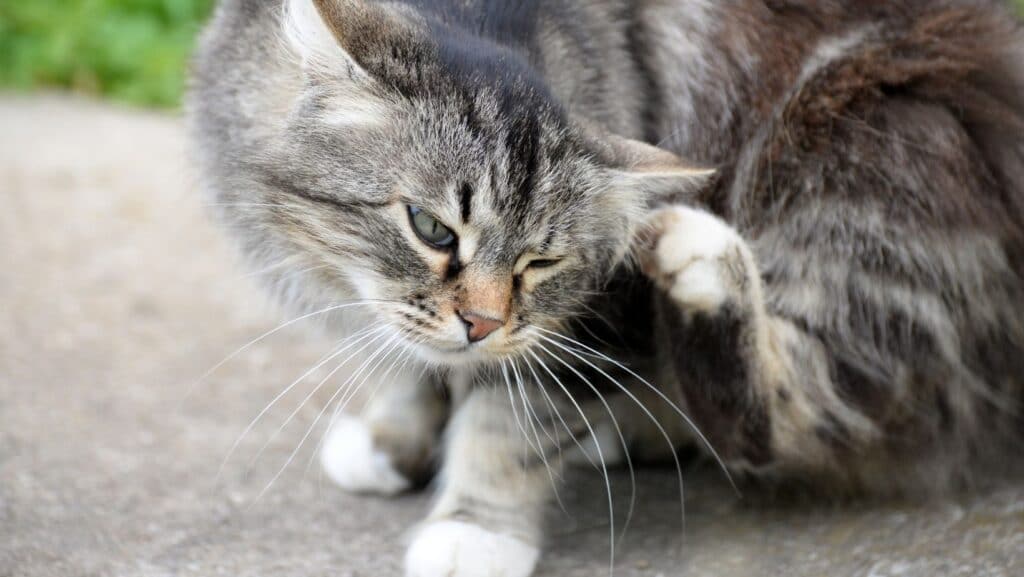 A cat scratching fleas.