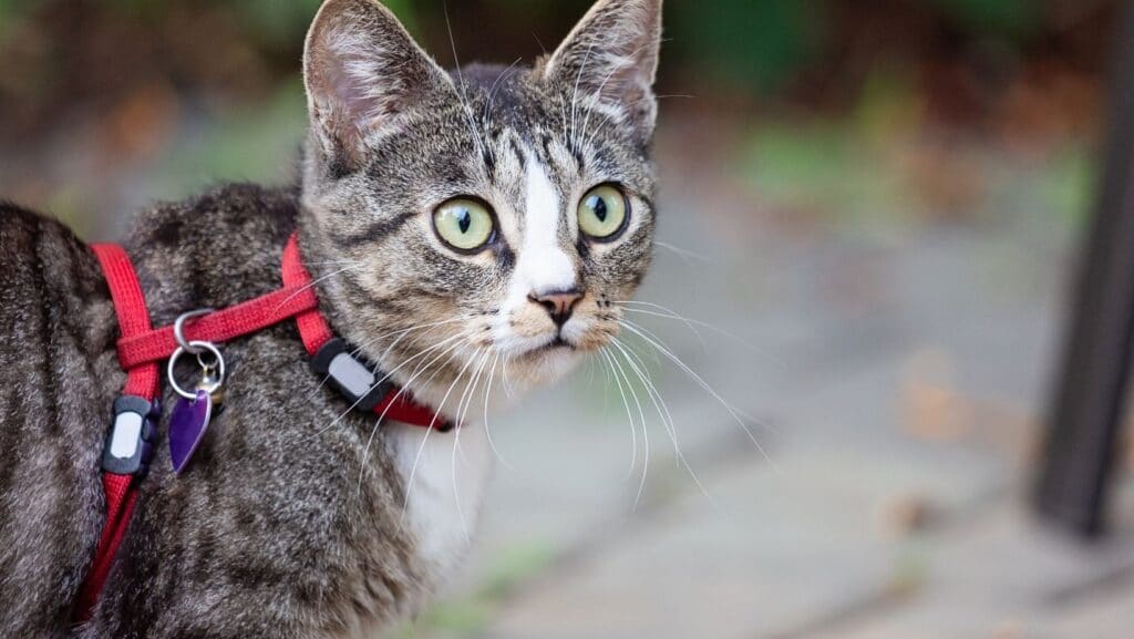 A cat with a flea collar and harness.