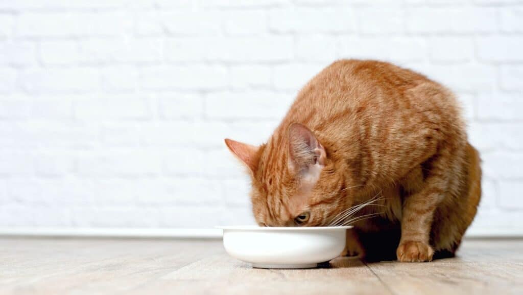 A cat eating out of a bowl.