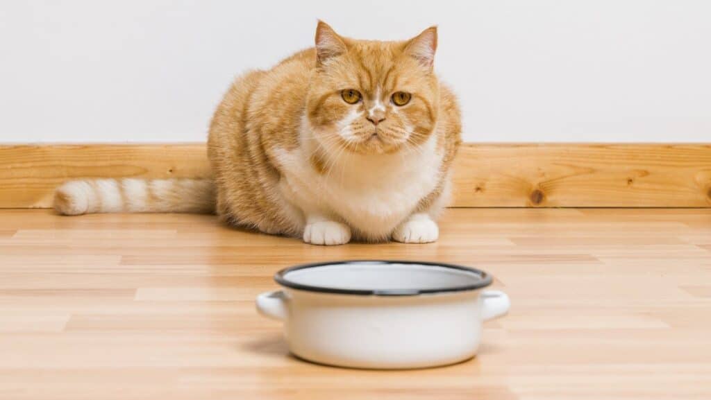 A cat near their food bowl.