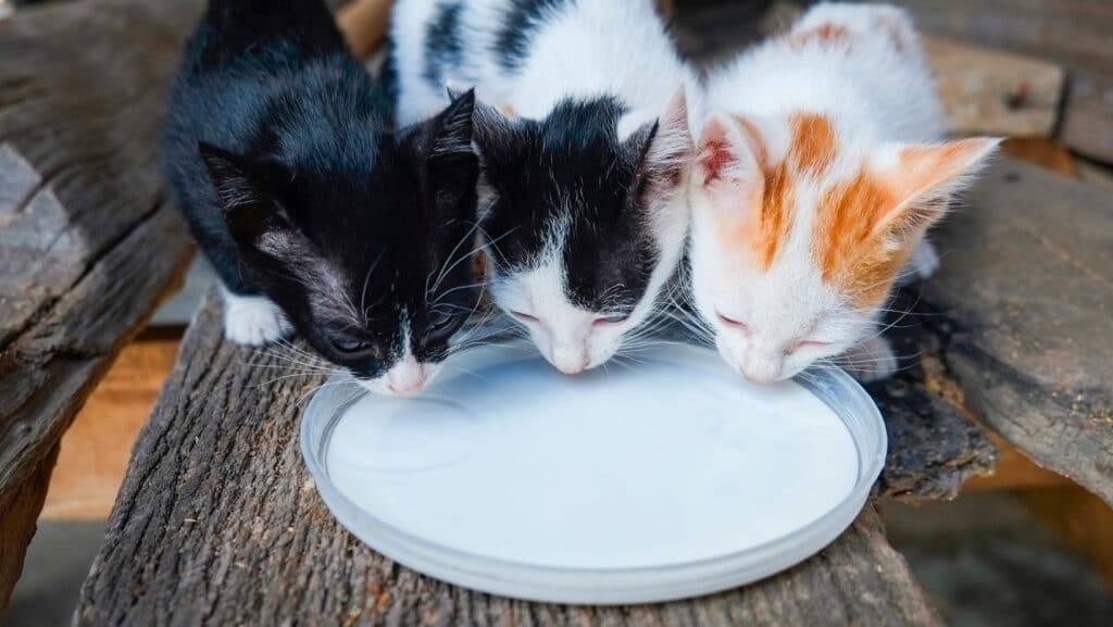 Kittens drinking milk.