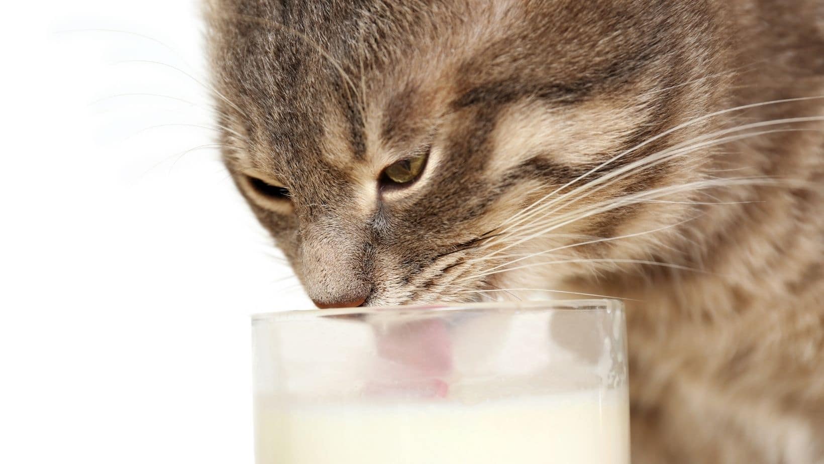 Is Milk Bad for Cats? The Truth 2022 Simply Cat Care