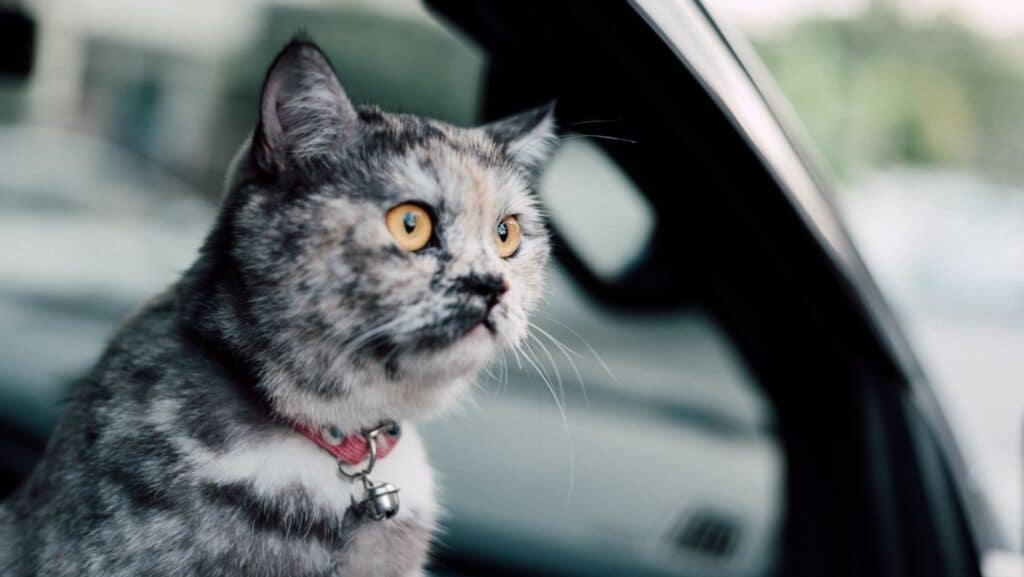 A cat traveling in a car.