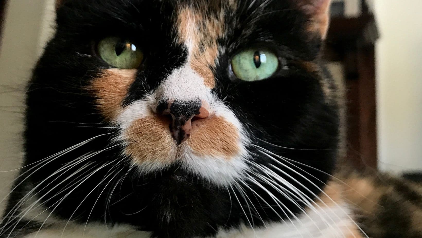 9 Cool Facts About Cat Coat Patterns 2022 Simply Cat Care