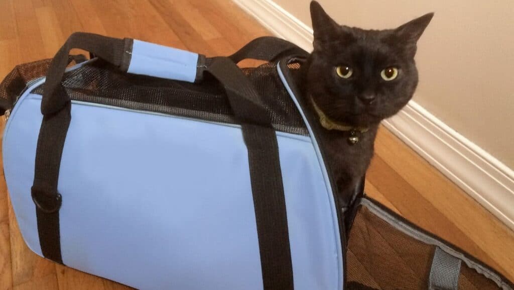 Cat carriers are a necessary item for traveling and emergencies.