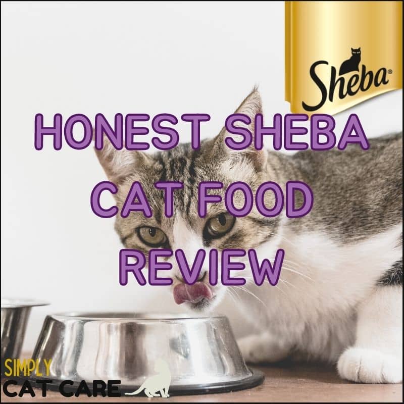 Honest Sheba Cat Food Review
