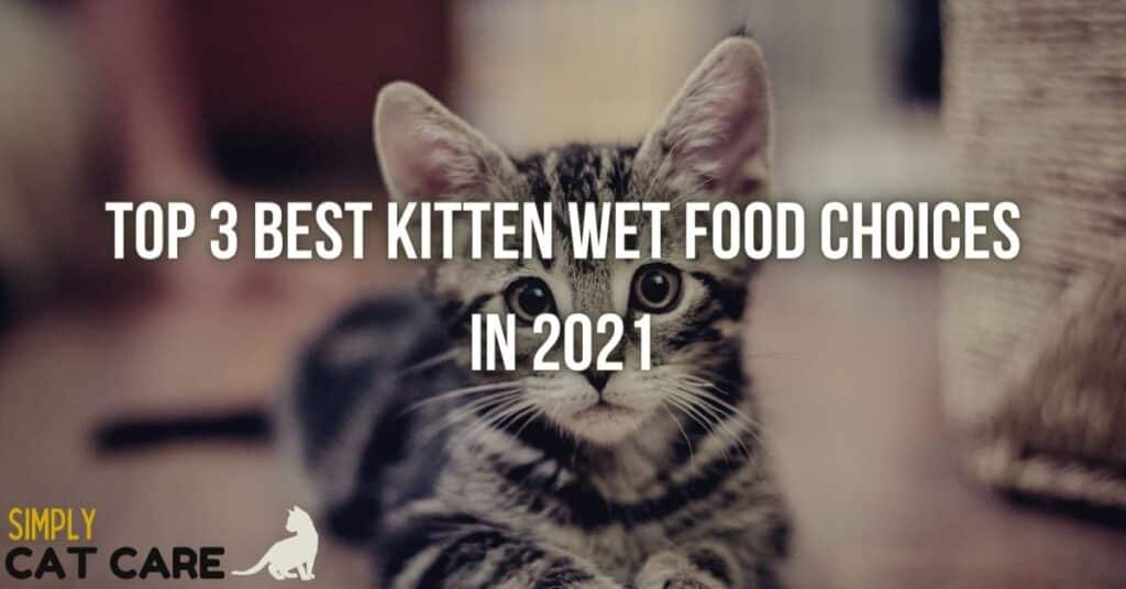 Best wet kitten food for health