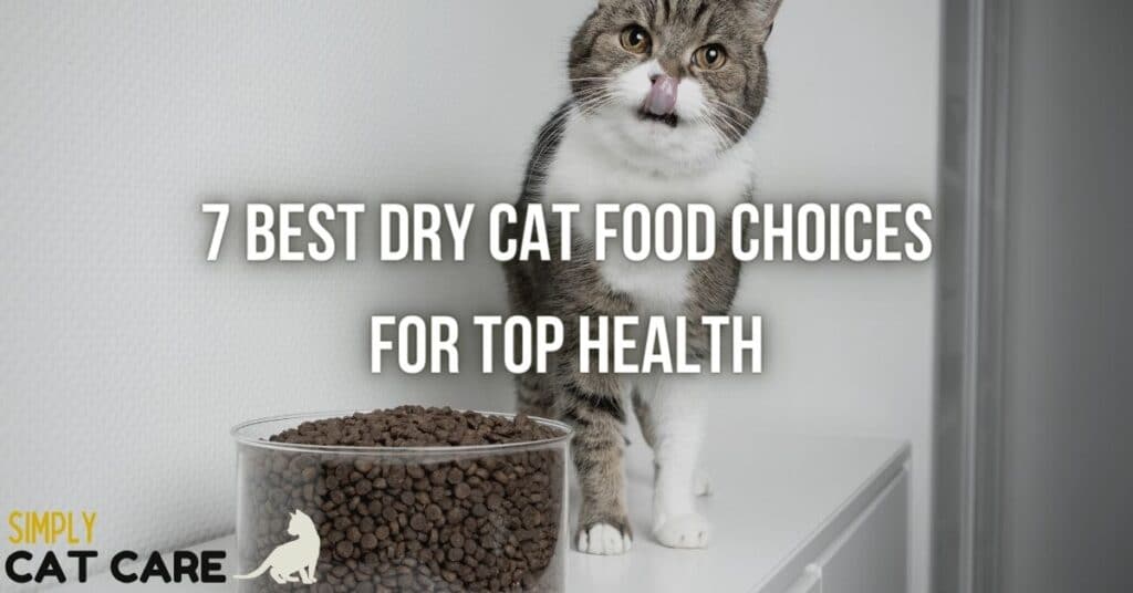 Best dry cat food
