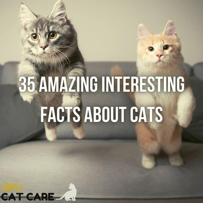 35 Amazing Interesting Facts About Cats