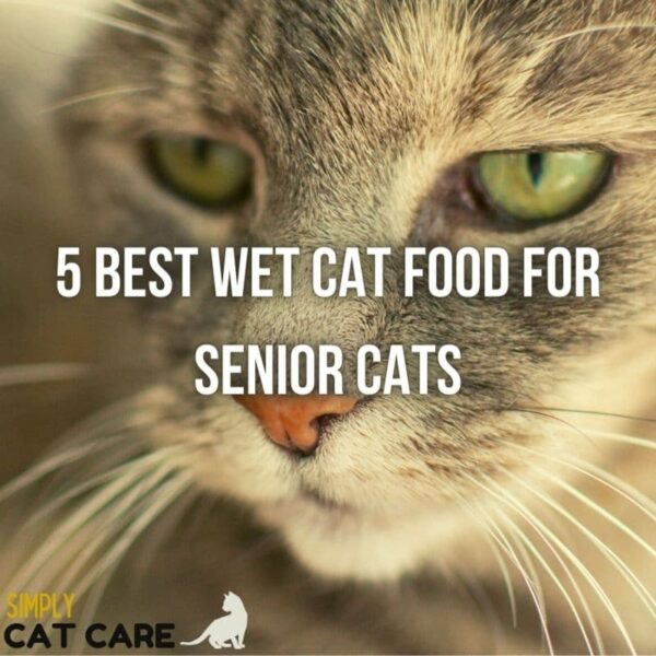 5 Best Wet Cat Food For Picky Eaters 2022 Simply Cat Care