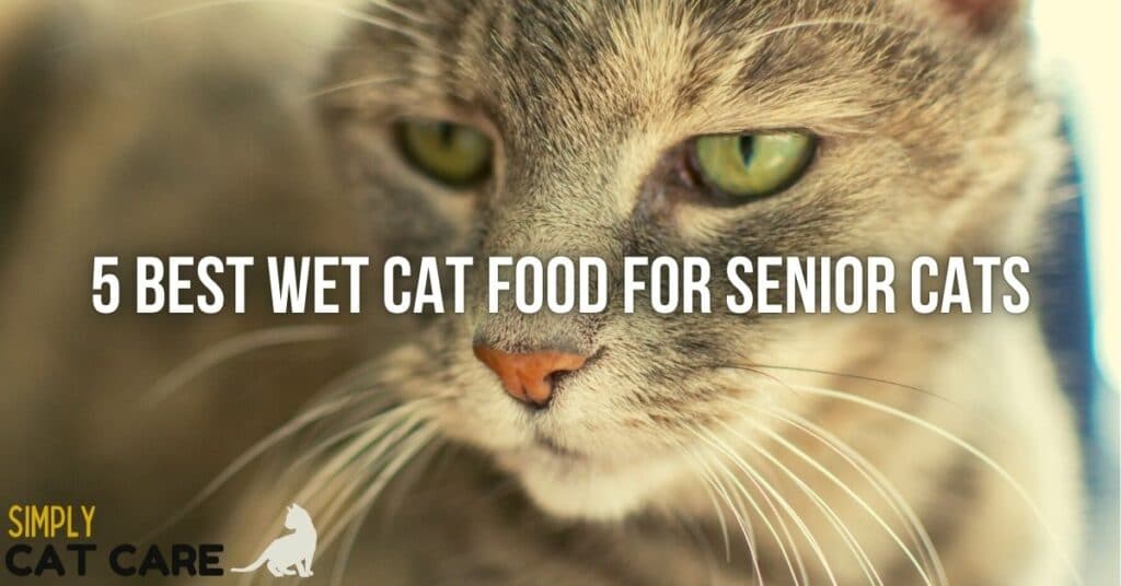 Best wet cat food for senior cats