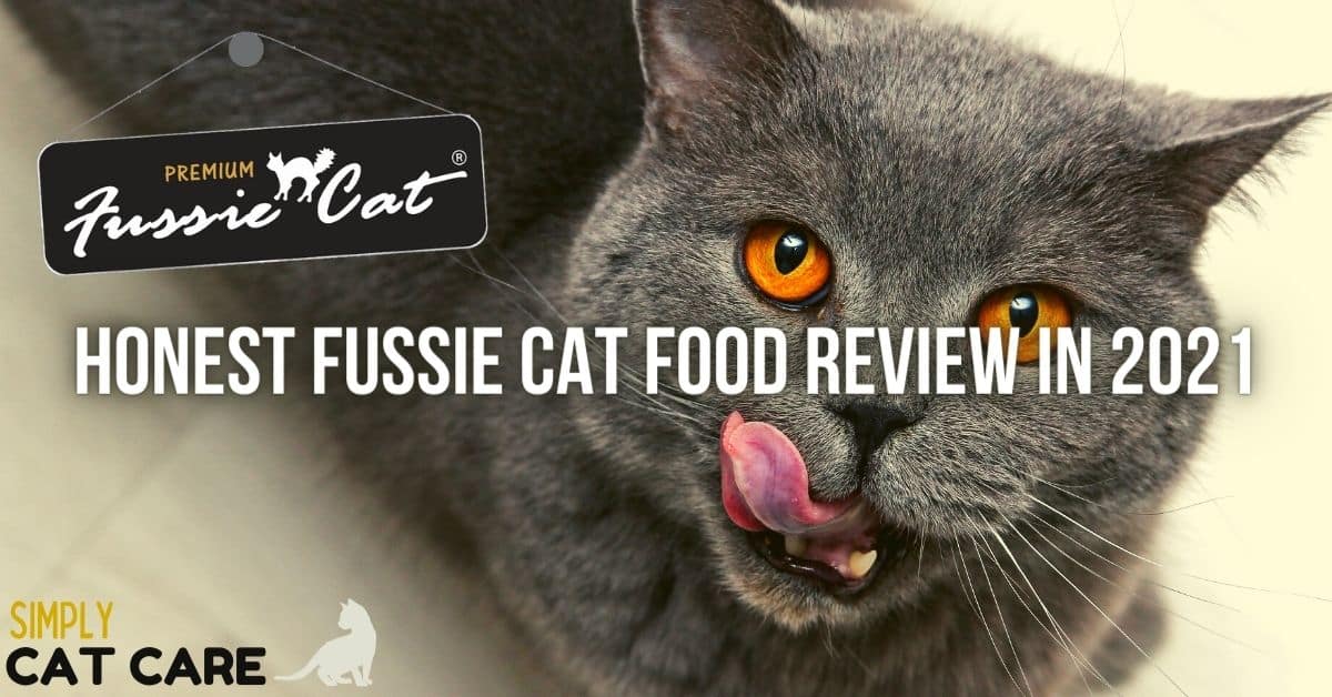 Honest Fussie Cat Food Review in 2024