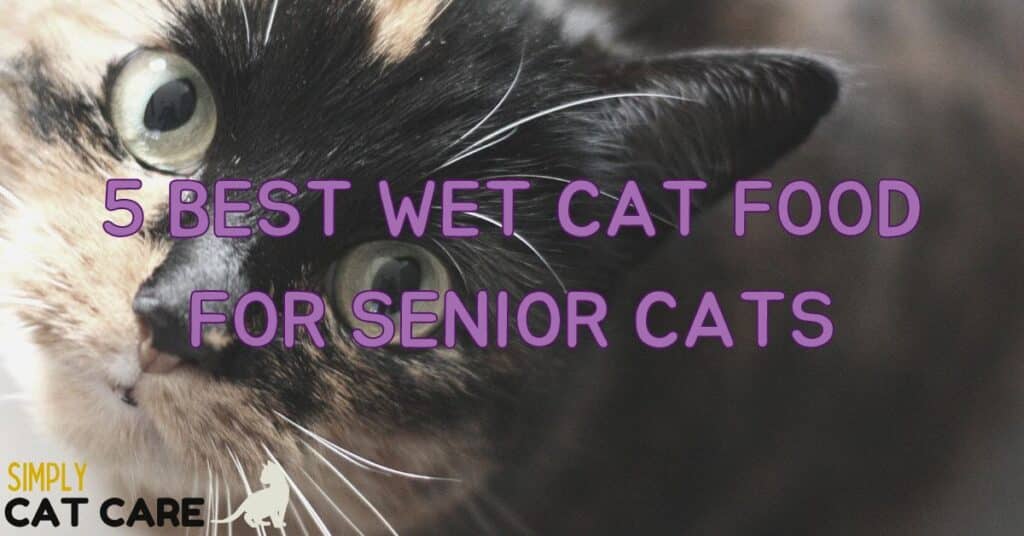 5 Best Wet Cat Food for Senior Cats 2022 Simply Cat Care