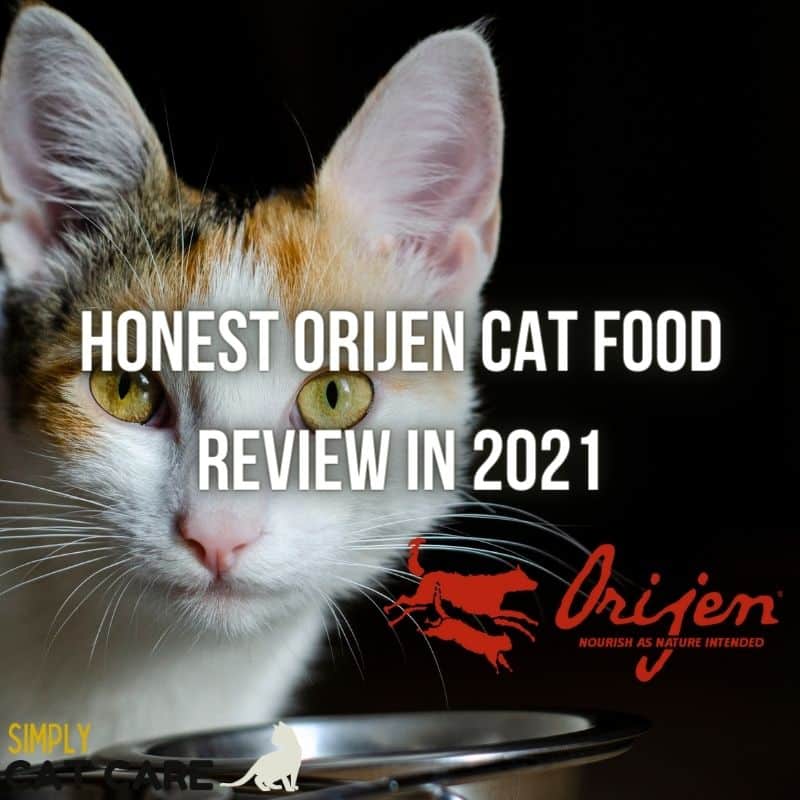 Honest Orijen Cat Food Review in 2021