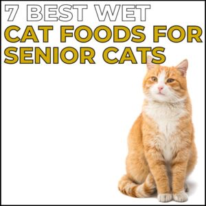 Best wet cat food for senior cats