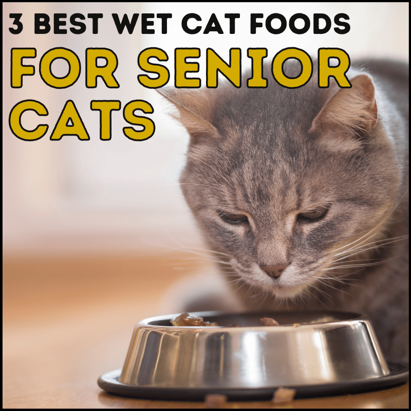 3 Best Wet Cat Food For Senior Cats to Help With Weight Loss