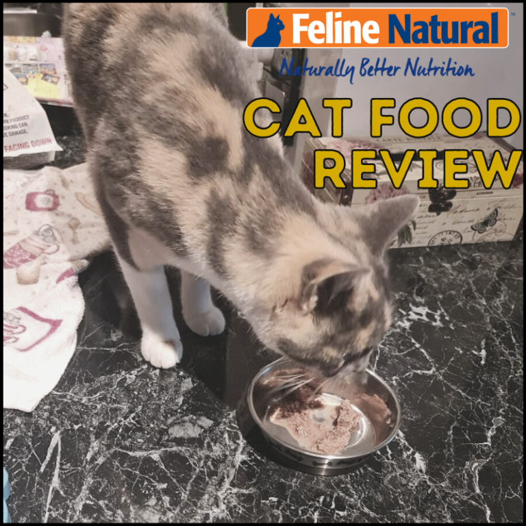 3 Best Wet Cat Food for Senior Cats to Help With Weight Loss - Weight Loss Grain Free Wet Cat Food For Senior Cats