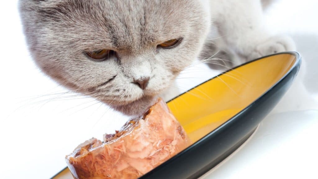 A senior cat eating wet food.