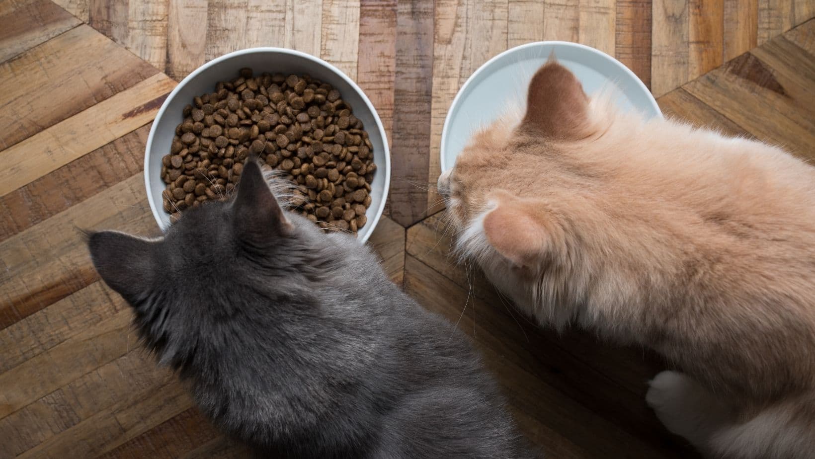 7 Best Dry Cat Foods For Health 2022 - Simply Cat Care