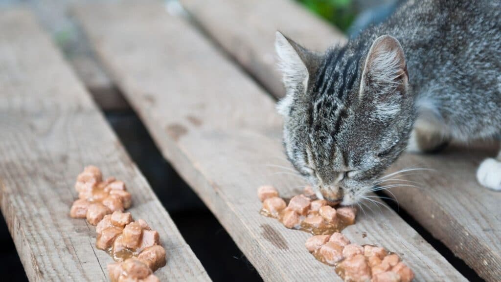 A senior cat eating wet foods.