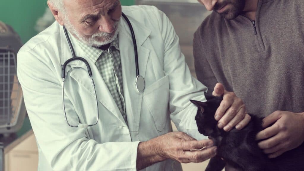 A vet examining a cat.