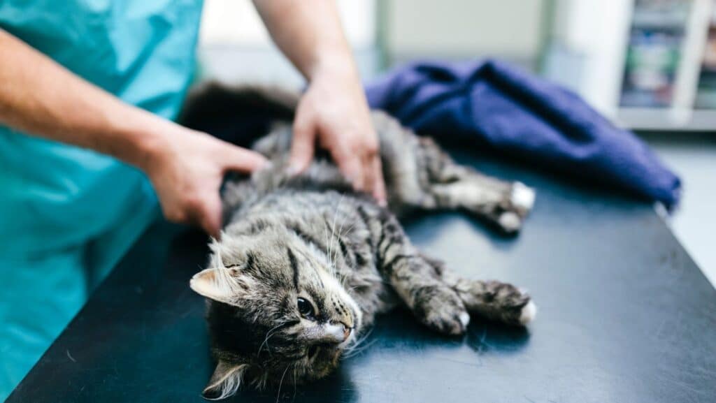 A vet examining a cat.