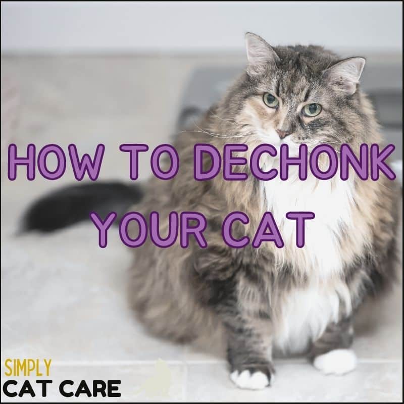 How To Dechonk Your Cat: ULTIMATE Guide