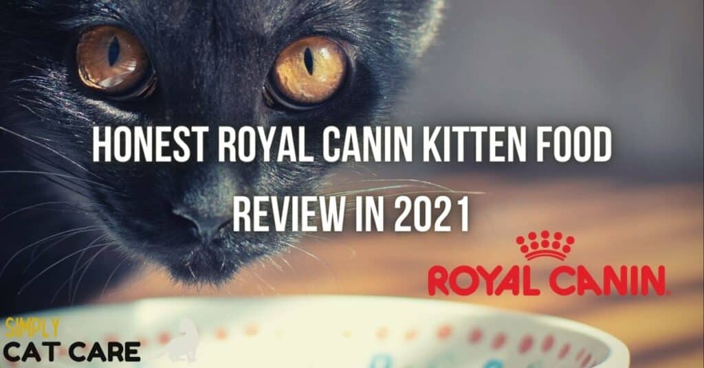 Honest Royal Canin Kitten Review in 2021