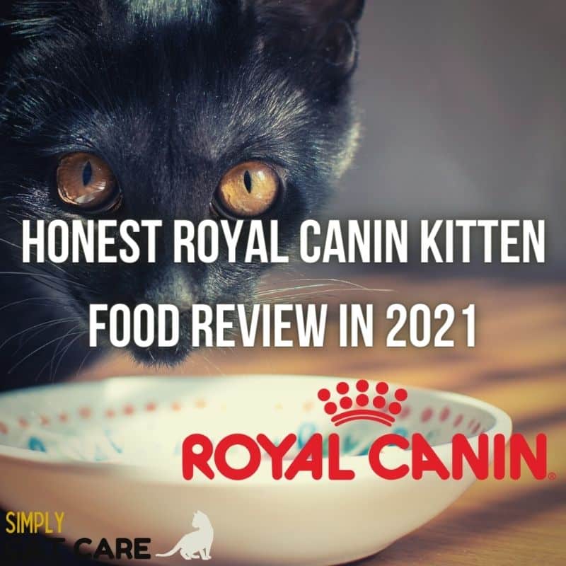 Honest Royal Canin Kitten Food Review 2021