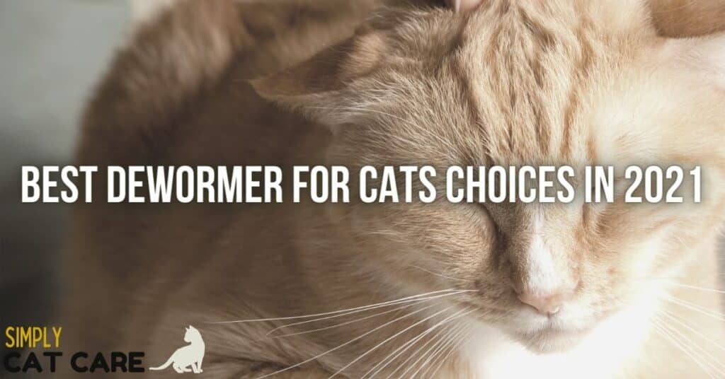 Best dewormer for cats choices in 2021