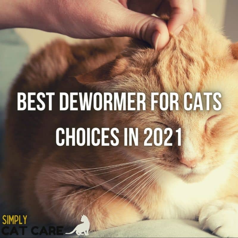 Top 4 Best Dewormer For Cats Choices