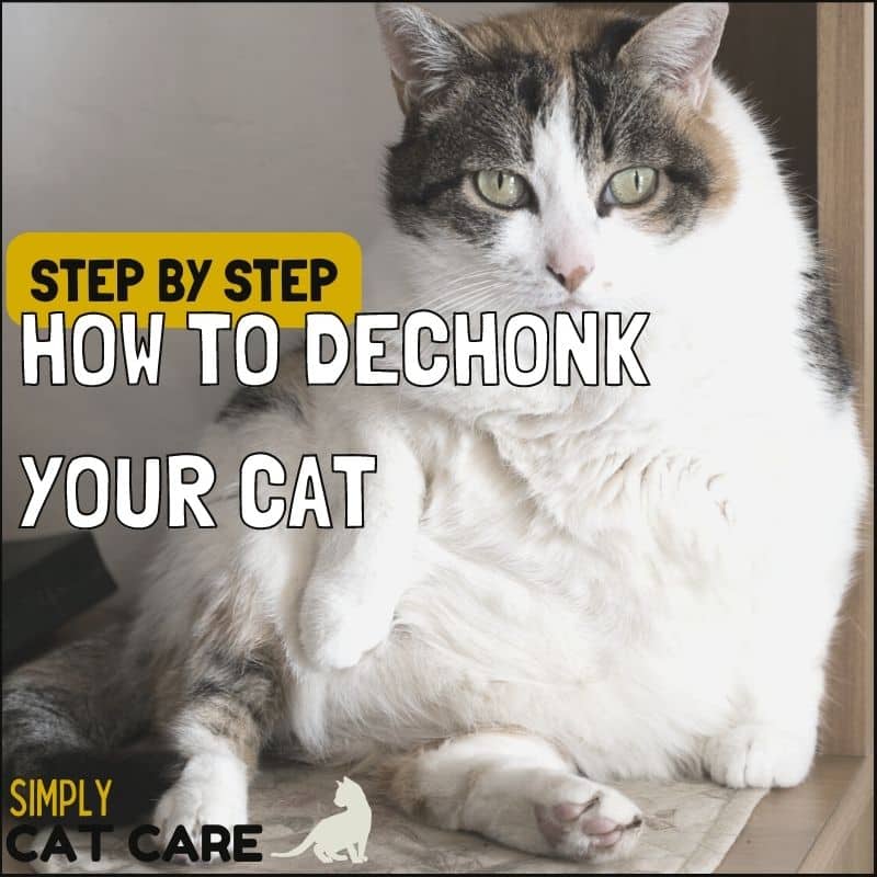 How to Dechonk Your Cat: 3 Step Guide to Make Things Easy