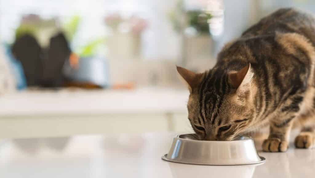 A cat eating from a bowl.