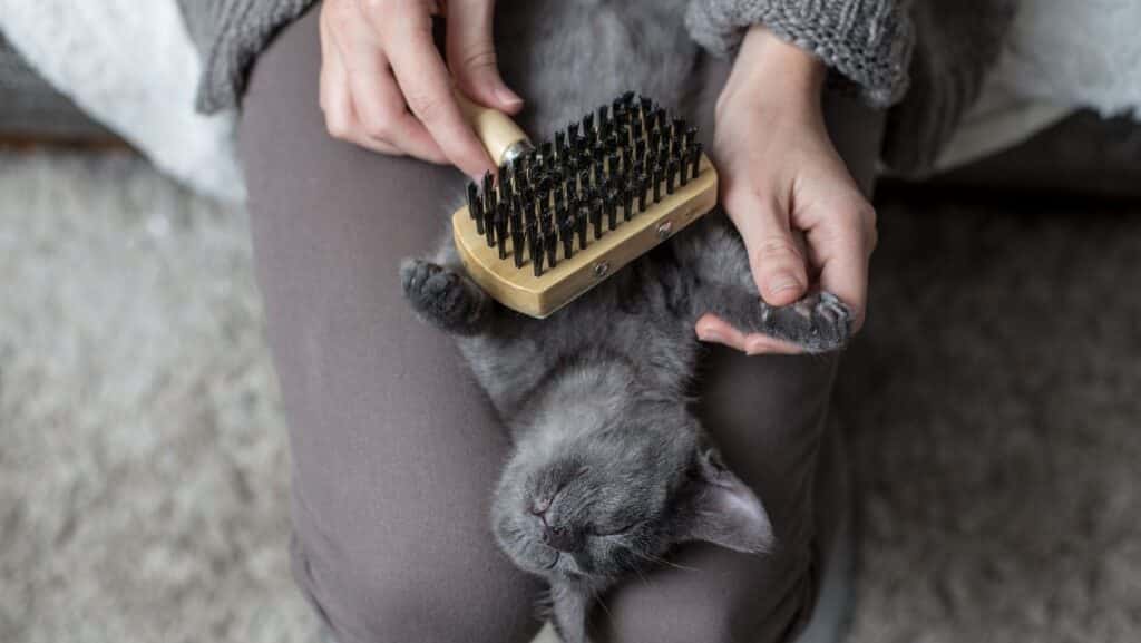 Brushing a cat.