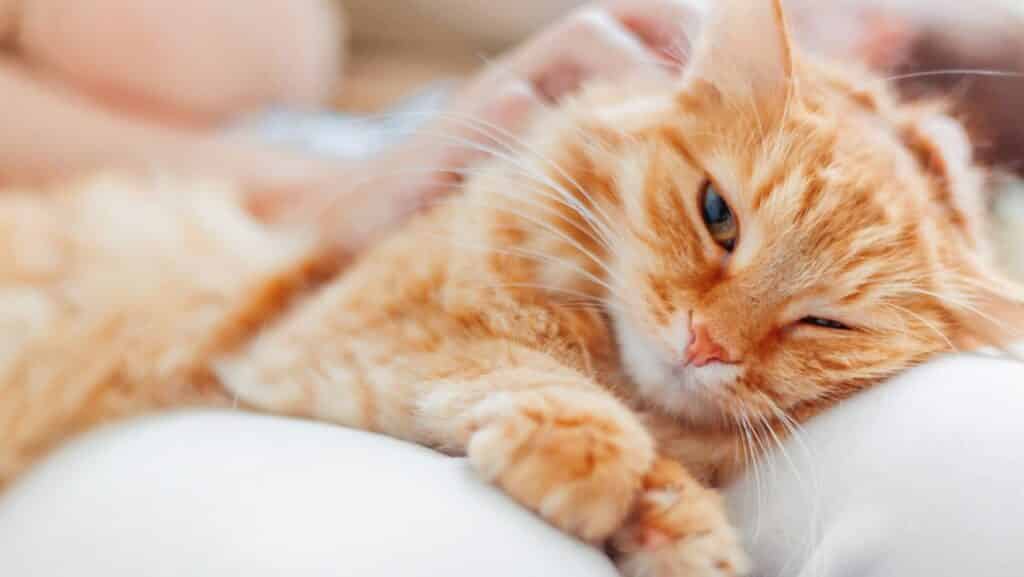 Orange tabby cat