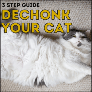 3 Step Guide to Dechonk Your Cat