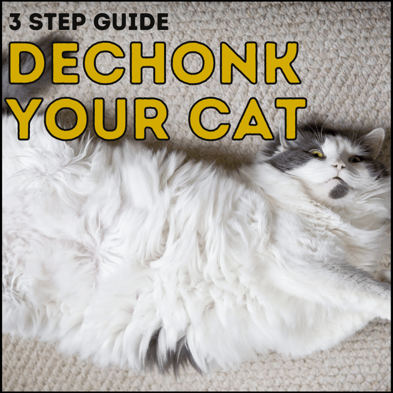 3 Steps to Dechonk Your Cat