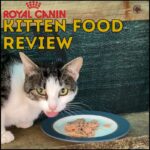 Royal Canin Kitten Food Review