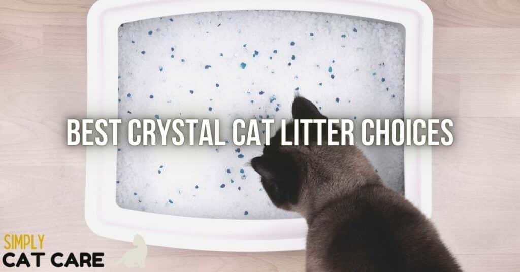 Top 4 Best Crystal Cat Litter Choices