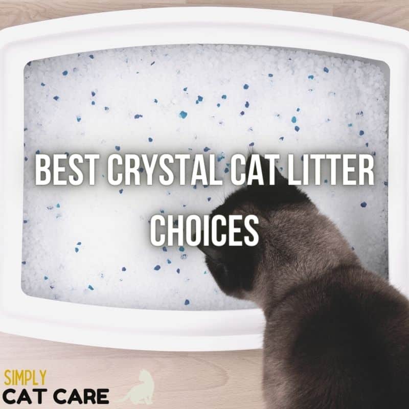 Best Crystal Cat Litter 2021: Buying Guide