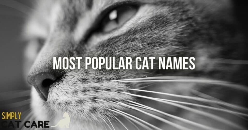 Most popular cat names